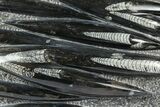 Polished Fossil Orthoceras (Cephalopod) Plate - Morocco #372643-1